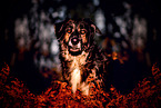 Schferhund-Hovawart