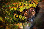 Schferhund-Hovawart