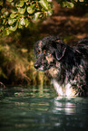 Schferhund-Hovawart