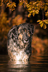 Schferhund-Hovawart