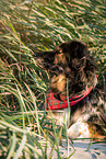 Schferhund-Hovawart