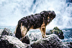 Schferhund-Hovawart