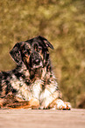 Schferhund-Hovawart
