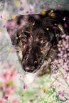 Schferhund-Hovawart