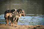 junger Hovawart-Schferhund