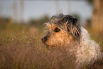 erwachsener Terrier-Mischling