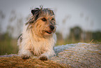 erwachsener Terrier-Mischling