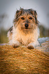 erwachsener Terrier-Mischling