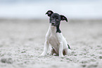 Jack-Russell-Terrier-Mischling Welpe