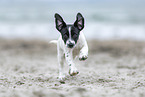 Jack-Russell-Terrier-Mischling Welpe