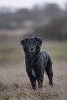 Labrador-Retriever-Border-Collie