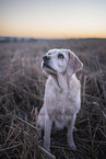 gelber Labrador-Retriever-Mischling