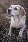 gelber Labrador-Retriever-Mischling