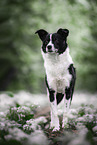 Border-Collie-Terrier