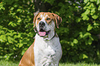 Labrador-Retriever-Kangal im Sommer