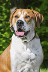 Labrador-Retriever-Kangal im Sommer