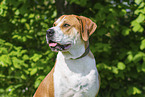 Labrador-Retriever-Kangal im Sommer