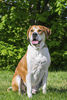Labrador-Retriever-Kangal im Sommer