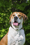 Labrador-Retriever-Kangal im Sommer