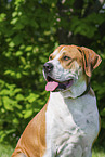 Labrador-Retriever-Kangal im Sommer