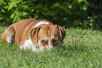 Labrador-Retriever-Kangal im Sommer