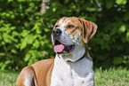 Labrador-Retriever-Kangal im Sommer
