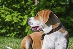 Labrador-Retriever-Kangal im Sommer
