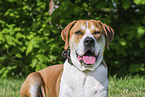 Labrador-Retriever-Kangal im Sommer