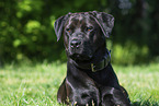 Labrador-Retriever-Rottweiler im Sommer