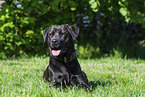 Labrador-Retriever-Rottweiler im Sommer