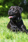 Labrador-Retriever-Rottweiler im Sommer