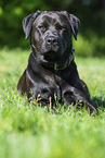 Labrador-Retriever-Rottweiler im Sommer