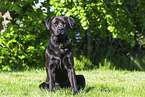 Labrador-Retriever-Rottweiler im Sommer