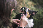 Border-Collie-Mischling Hndin