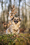 Jack-Russell-Terrier-Chihuahua im Herbst