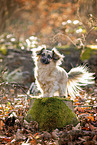 Jack-Russell-Terrier-Chihuahua im Herbst