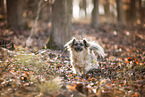 Jack-Russell-Terrier-Chihuahua im Herbst
