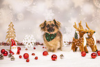 Jack-Russell-Terrier-Chihuahua im Studio