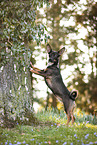 kleiner Terrier-Mischling