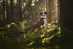 Mischling im Wald