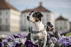 Jack-Russell-Terrier-Mischling im Rollstuhl