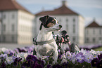 Jack-Russell-Terrier-Mischling im Rollstuhl