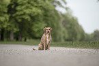 Terrier-Mischling