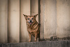 alte Terrier-Mischling Hndin