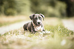 junger Staffordshire-Terrier-Mischling