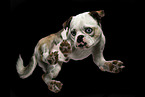 Mops-Mischling im Studio