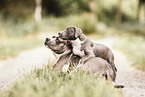 Staffordshire-Terrier-Mischlinge