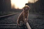 roter Cocker-Spaniel-Mischling