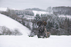 Komondor-Mischling Hndin