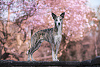 Whippet-Border-Collie
